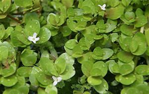 Bacopa rotundifolia