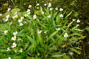 Baldellia ranunculoides