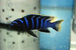 Labidochromis SP Mbamba