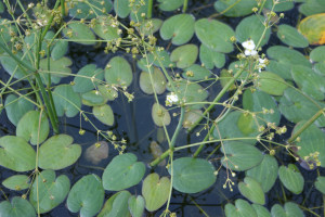 Caldesia parnassifolia