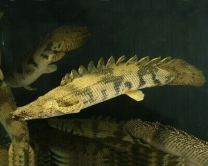 Polypterus endlicherii