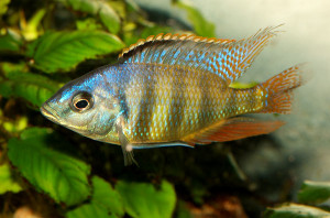 Haplochromis johnstoni