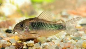 Corydoras schultzei