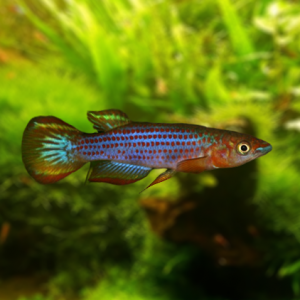 Epiplatys lamottei