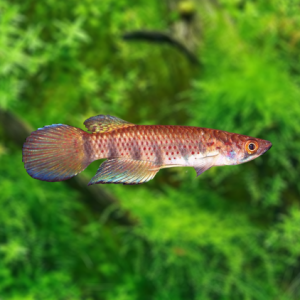 Epiplatys sexfasciatus sexfasciatus