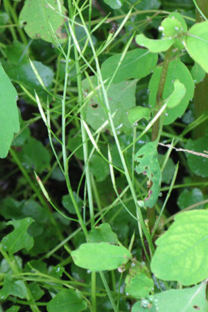 Cardamine rotundifolia