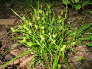 Carex Flava