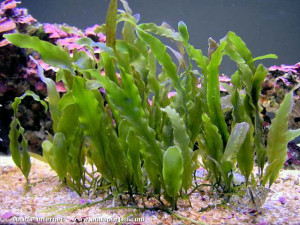 Caulerpa prolifera