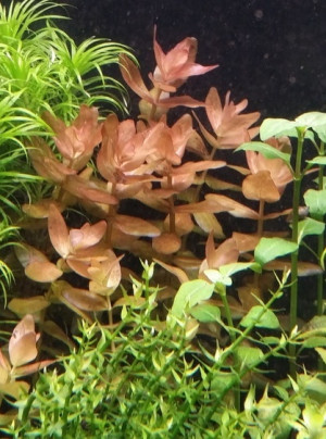 Bacopa colorata