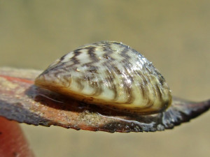 Dreissena polymorpha