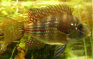 Gymnogeophagus terrapurpura