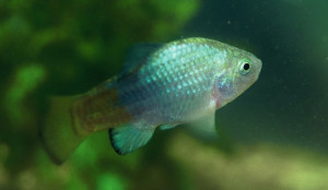 Cyprinodon macularius