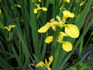 Iris pseudacorus