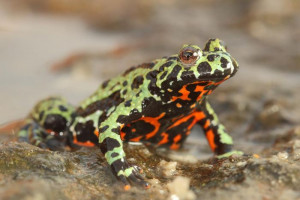 Bombina orientalis