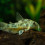 acheter corydoras