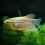 Acheter gouramis