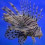 Pterois.v