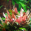 Cryptocoryne wendtii Flamingo Cryptocoryne Flamingo