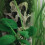 C.Hyppocampe