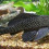 Pyracantharia