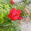 Frederic_Poisson
