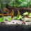 Sebinou11