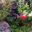 Platy62