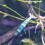 stev_77