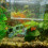 Aquarium_guppy