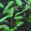 Cryptocoryne Lutea Hobbit Cryptocoryne Lutea Hobbit