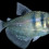 Gymnocorymbus