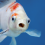 fuffythefish