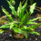 Cryptocoryne cruddasiana Cryptocoryne cruddasiana