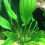 Echinodorus rigidifolius Echinodorus rigidifolius