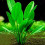 Echinodorus muricatus Echinodorus macrophyllus muricatus
