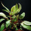 Cryptocoryne Indonesii Cryptocoryne Indonesia
