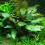 Cryptocoryne cordata Cryptocoryne blassii