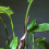 Cryptocoryne ferruginea Cryptocoryne fusca
