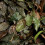 Cryptocoryne griffithii Cryptocoryne maculata