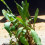 Cryptocoryne nevillii Cryptocoryne nevillii