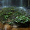 Cryptocoryne thwaitesii Cryptocoryne thwaitesii