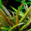 Cryptocoryne undulata Cryptocoryne axelrodii