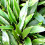Cryptocoryne undulata Var. Cryptocoryne undulata a feuilles larges