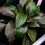 Cryptocoryne bogneri Cryptocoryne bogneri