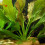 Echinodorus ozelot Echinodorus ozelot