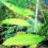 Echinodorus andrieuxii Echinodorus ellipticus