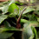 Cryptocoryne auriculata Cryptocoryne pygmea ?