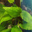 Cryptocoryne moehlmannii Cryptocoryne moelmanni