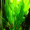 Echinodorus grisebachii Echinodorus de Grisebach
