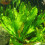 Echinodorus osiris Echinodorus osiris